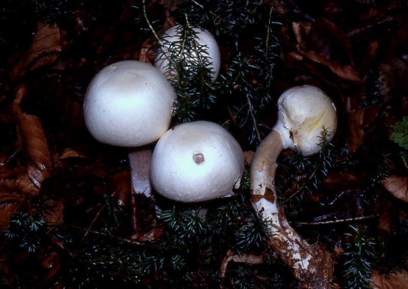Altro Agaricus fotog. il 14.05.2010.